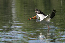 American White Pelican 'Bouncing' Across a Lake #2