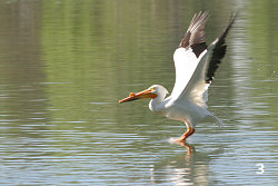 American White Pelican 'Bouncing' Across a Lake #3