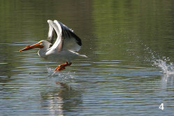 American White Pelican 'Bouncing' Across a Lake #4