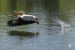 American White Pelican 'Bouncing' Across a Lake #5