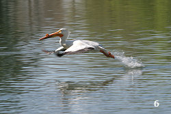American White Pelican 'Bouncing' Across a Lake #6