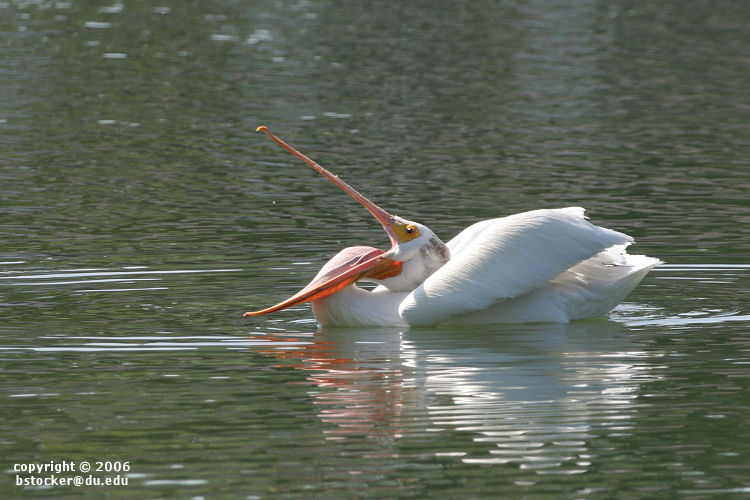 American White Pelican Opening Its Bill 
