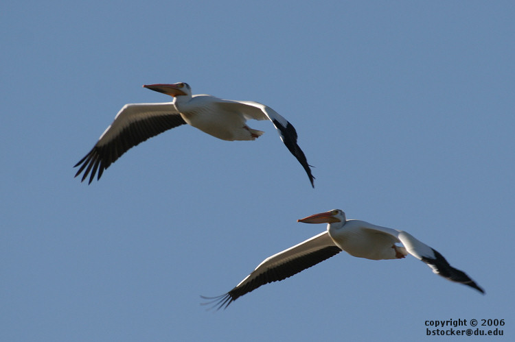 Two American White Pelicans in Flight