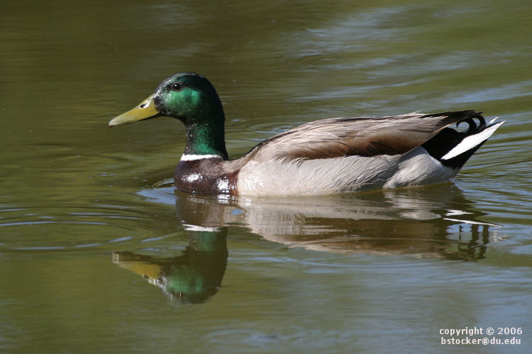 Male Mallard
