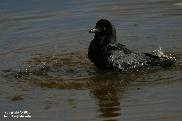 Crow