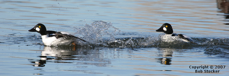 Male Common Goldeneye Chasing a Rival