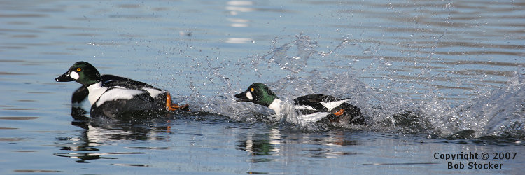 Male Common Goldeneye Chasing a Rival