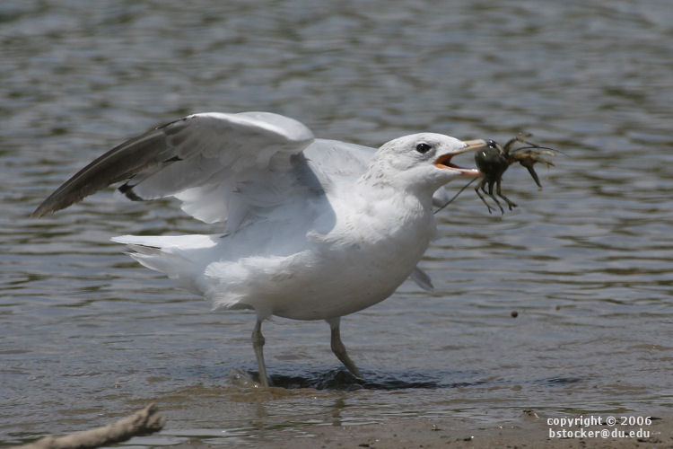 Ring-billed Gull with a Crayfish 