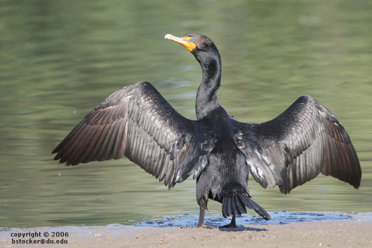 Double-crested Cormorant Drying its Wings