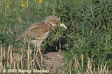 Burrowing Owl Feeding Its Young