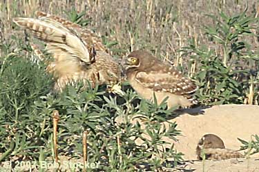 Burrowing Owl Feeding Its Young