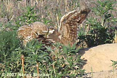 Burrowing Owl Feeding Its Young