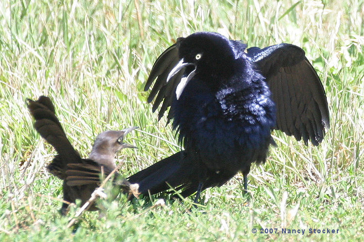 Female and Male Great-tailed Grackles