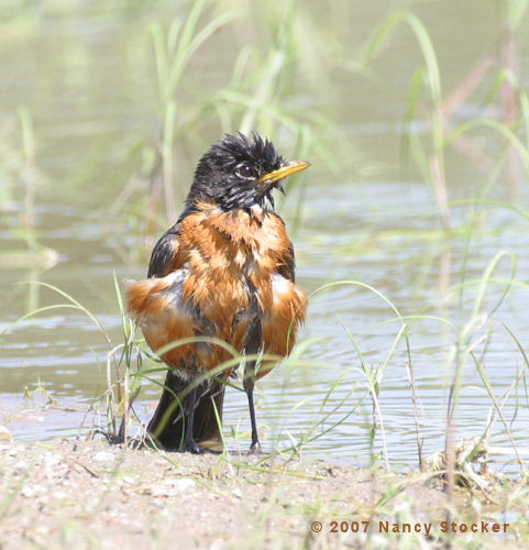 Robin After a Bath