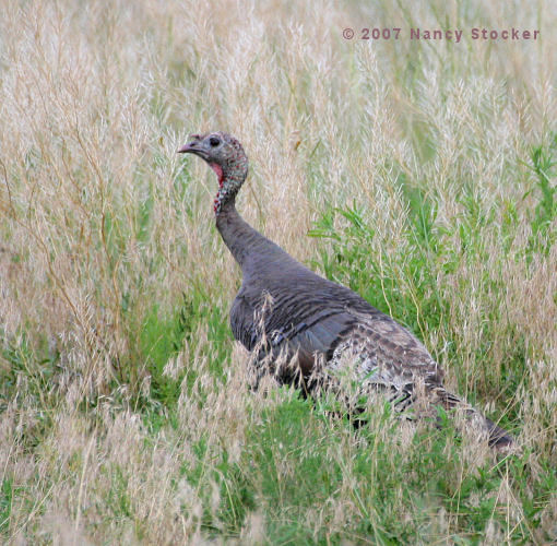 Wild Turkey