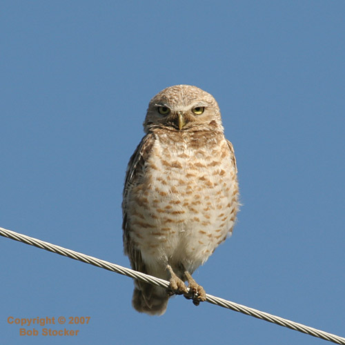 Staring and Yawning Burrowing Owl