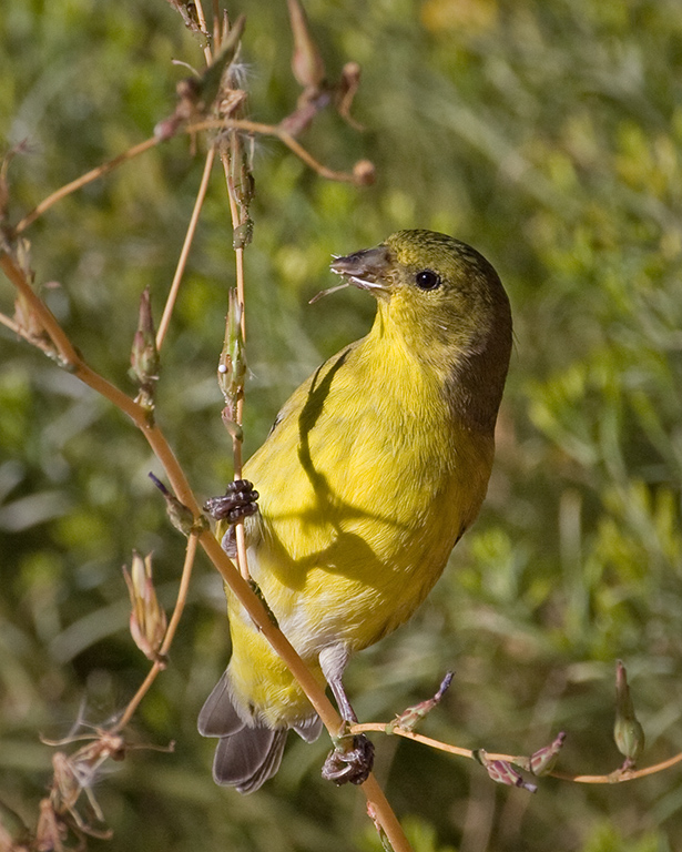 Female American Goldfinch