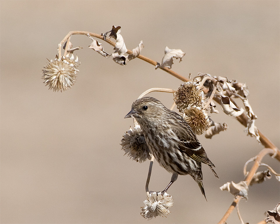 Pine Siskin