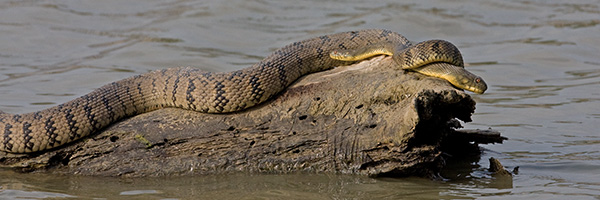 Diamondback Water Snakes