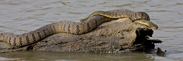 Diamondback Water Snakes