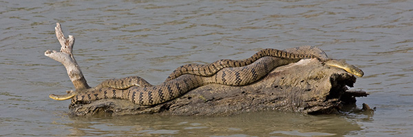 Diamondback Water Snakes