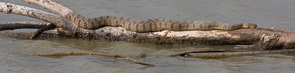 Diamondback Water Snake