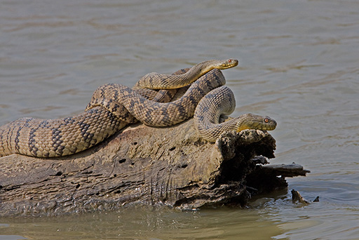 Diamondback Water Snakes