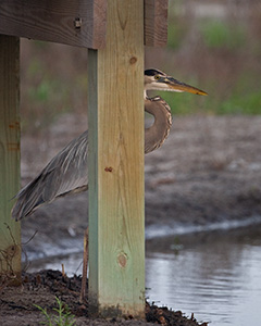 Great Blue Heron Standing Beneath a Boardwalk