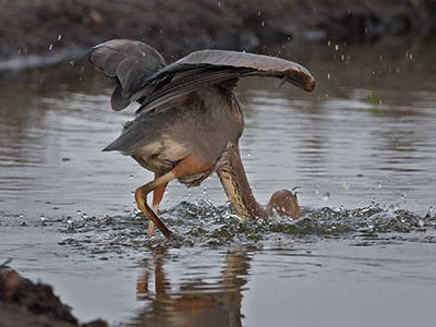 Great Blue Heron Catching a Fish