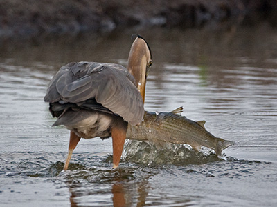 Great Blue Heron with a Fish