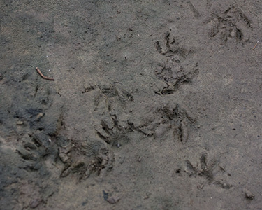 Tracks in the Mud