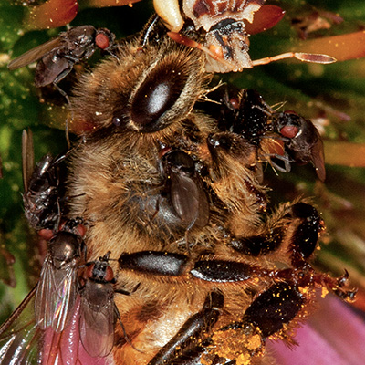 Dead Honey Bee Detail