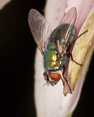 Green Bottle Fly