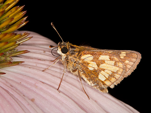 Peck's Skipper