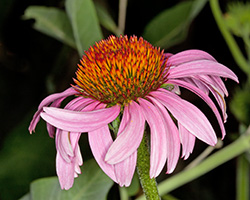 Purple Coneflower