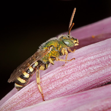 Sweat Bee