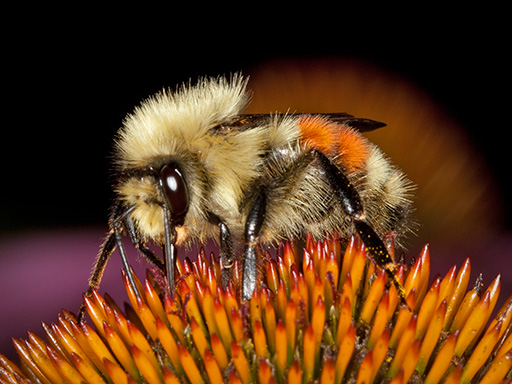 Tricolored Bumble Bee