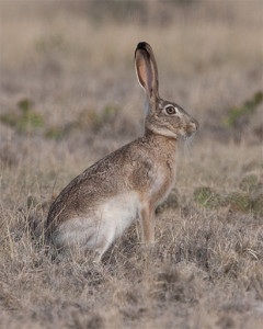 Jackrabbit_20130630_5754_Contrast+20