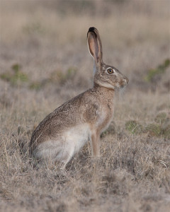 Jackrabbit_20130630_5754_Exposure+050