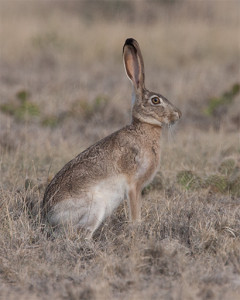 Jackrabbit_20130630_5754_Highlights-25