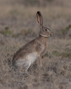 Jackrabbit_20130630_5754_Original