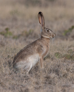 Jackrabbit_20130630_5754_Whites-15