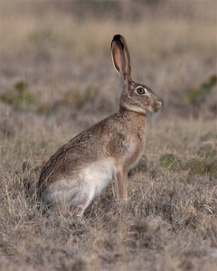 Jackrabbit_20130630_5754_b10w205g095