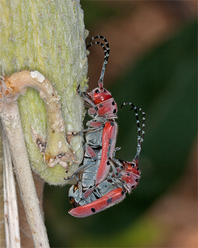 Milkweed Longhorn Beetles