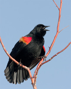 Male Red-winged Blackbird