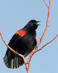 Male Red-winged Blackbird