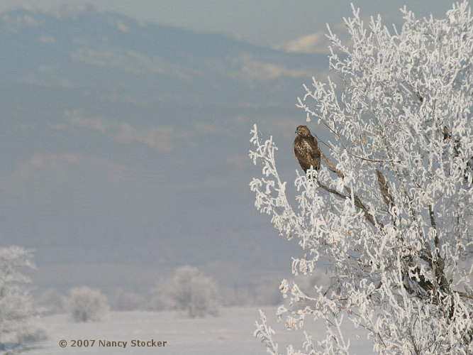 Winter Scene with Juvenile Red-tailed Hawk
