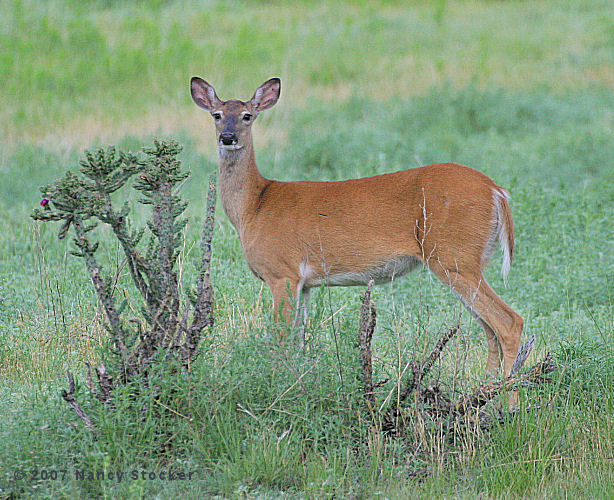White-tailed Doe