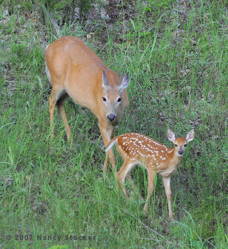White-tailed Doe and Fawn