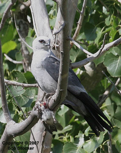 Mississippi Kite